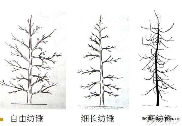 自由紡錘形